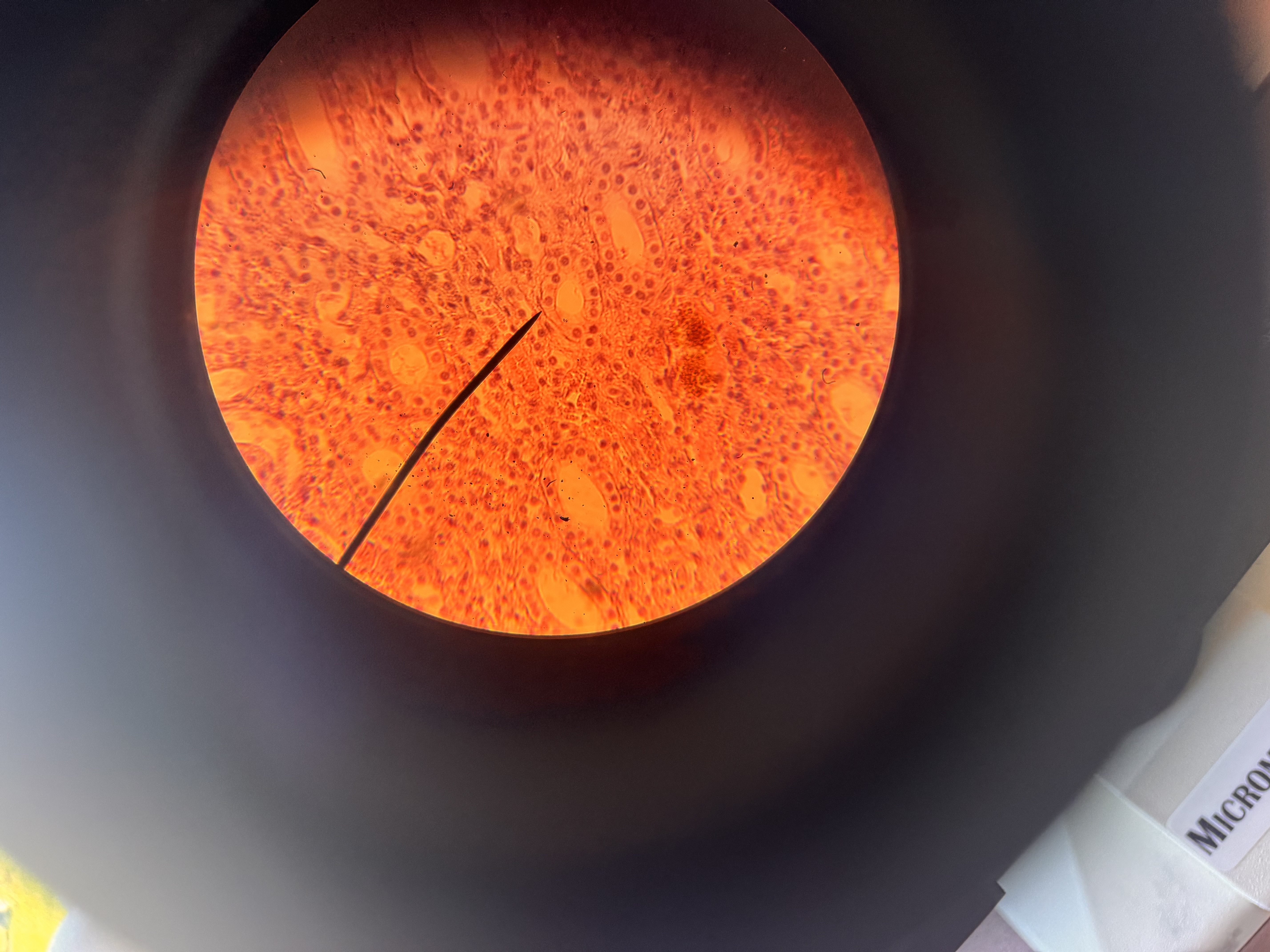 <p>what cell is this </p>