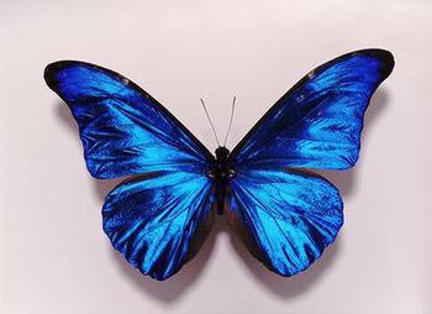 <p>la mariposa</p>