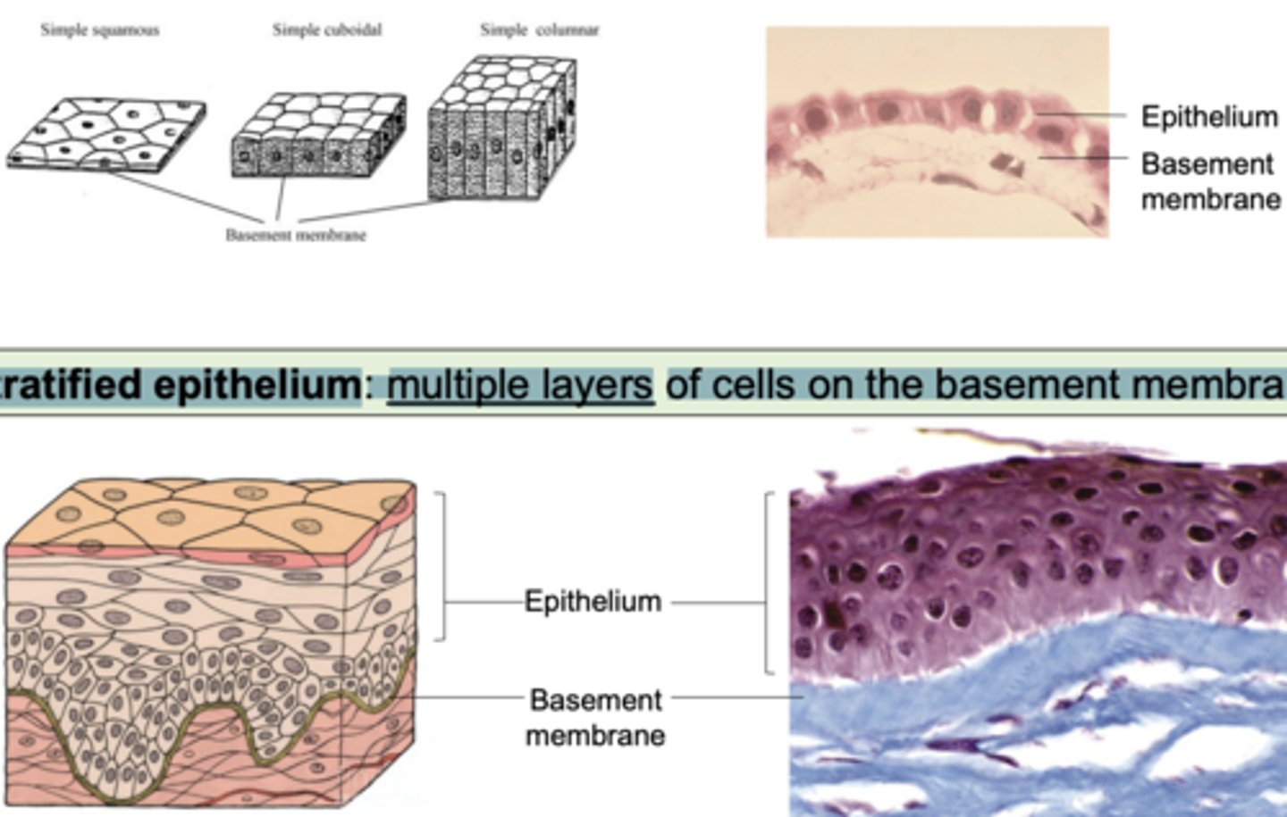 <p>Simple epithelium: single layer of cells on the basement membrane</p><p>Stratified epithelium: multiple layers of cells on the basement membrane</p>