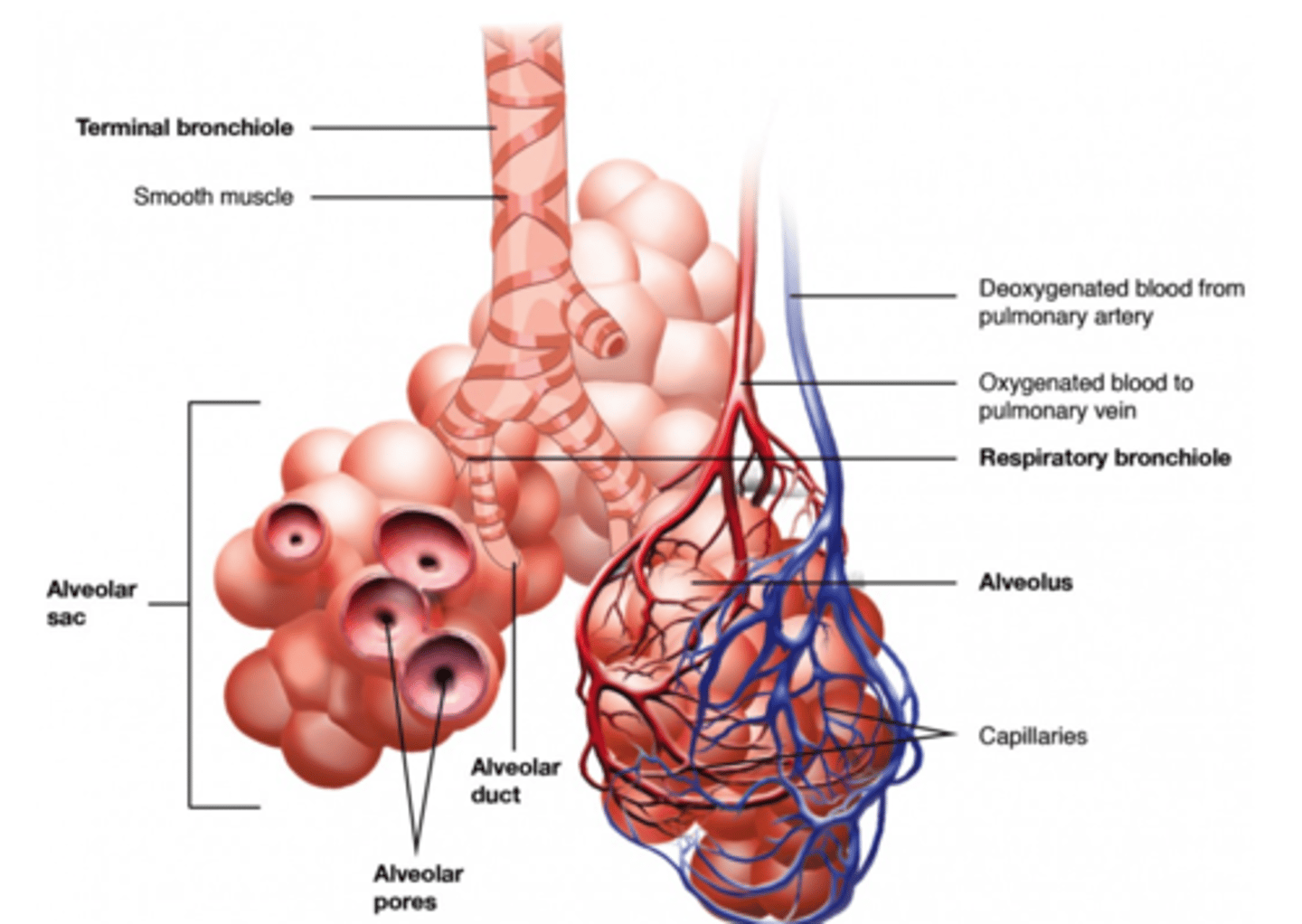 <p>alveoli</p>