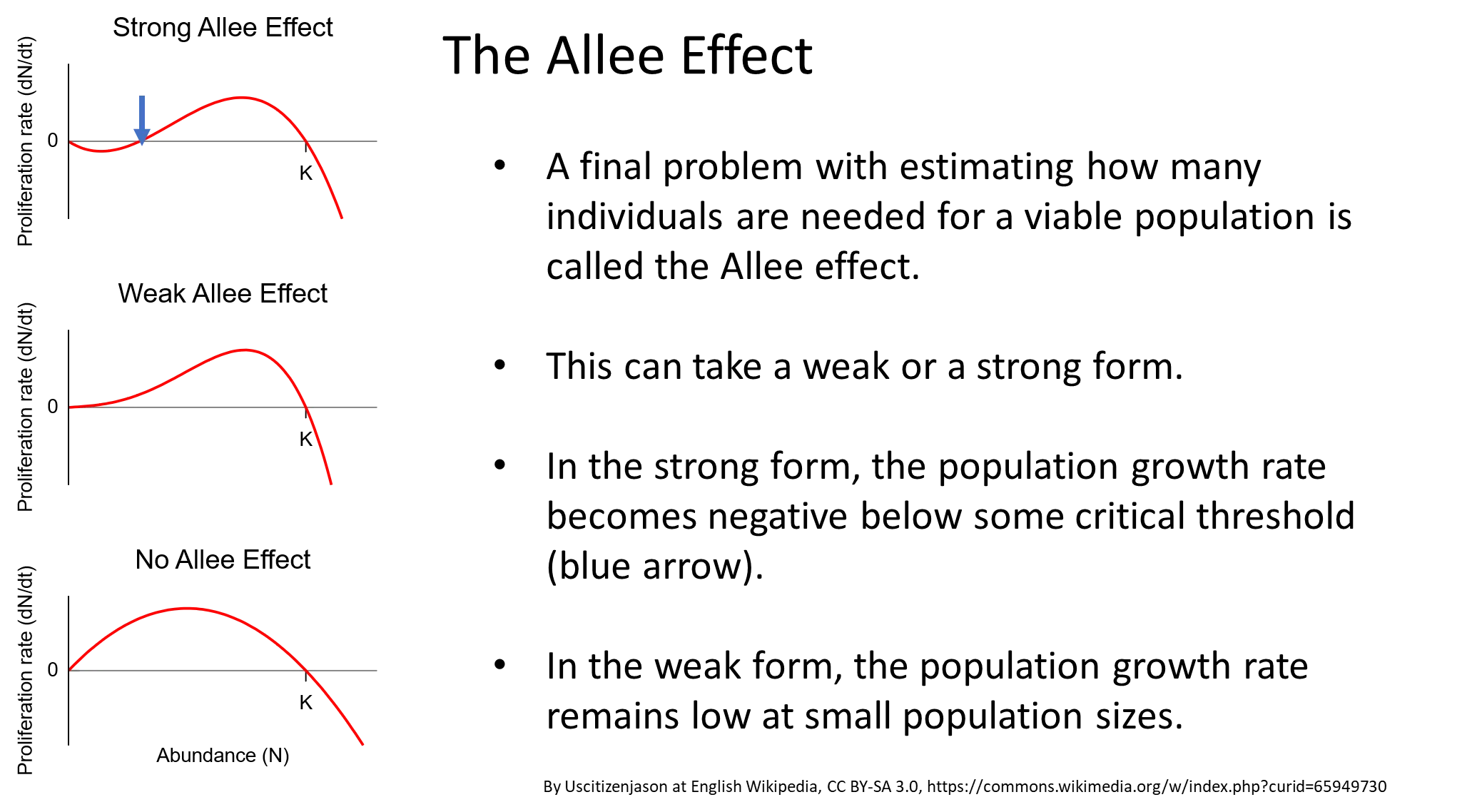 <p>the allee effect states that special, hard to predict problems can occur in small populations, eg:</p><ul><li><p>musk ox- the herd forms a defensive ring around calves to fend off wolves, but when the population becomes too small, they can’t surround the calves properly</p></li><li><p>african wild dogs- hunting is unsuccessful in small packs because they can’t attack prey that is much larger than they are, like usual </p></li><li><p>kakapos- females will only be attracted to males when they are in groups</p></li></ul><p></p><ul><li><p>when the allee effect is strong, the proliferation rate decreases, even to the point of causing negative growth rates</p></li></ul><p></p>