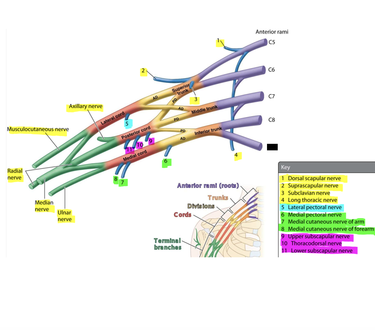 knowt flashcard image