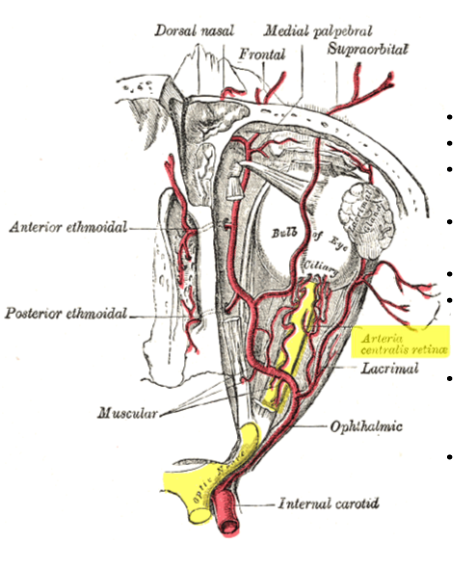 <p>Pierces the dural sheath 5-15 mm posterior to sclera</p>