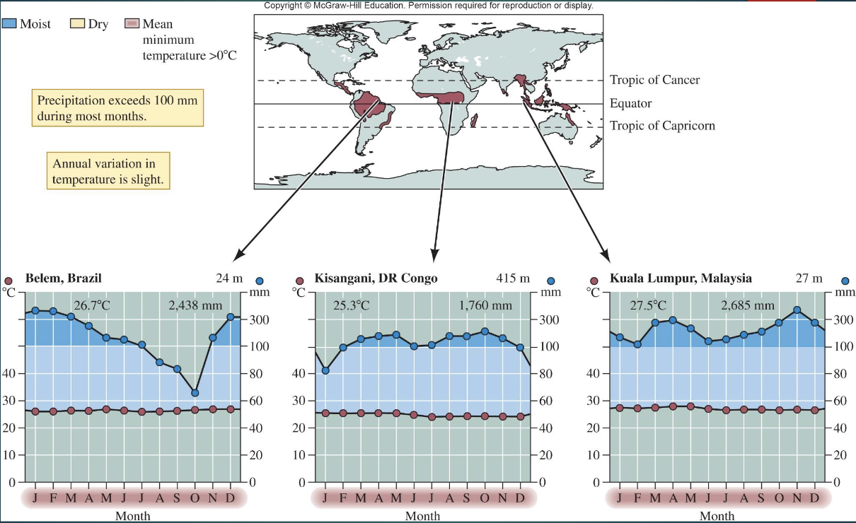 <ul><li><p>Near the equator (within ~10°)</p></li><li><p>little monthly temperature variation</p></li><li><p>high, evenly distributed rainfall (2000–4000 mm/yr)</p></li><li><p>leached soils</p></li><li><p>mycorrhizae aid nutrient uptake</p></li><li><p>high biodiversity and vertical layering</p></li></ul><p></p>