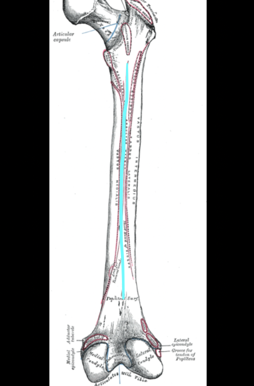 <p>a prominent longitudinal ridge on the posterior surface of the femur, serving as an attachment site for muscles</p>