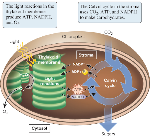 <p>Calvin Cycle, to make Carbs</p>