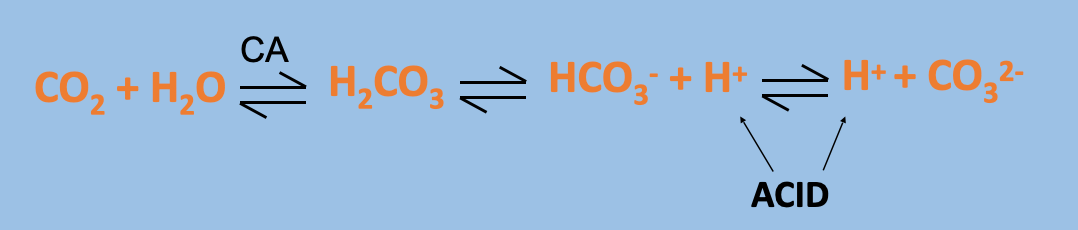 <p>Makes the solution ACIDIC </p><p>** CA = carbonic anhydrase enzyme </p>