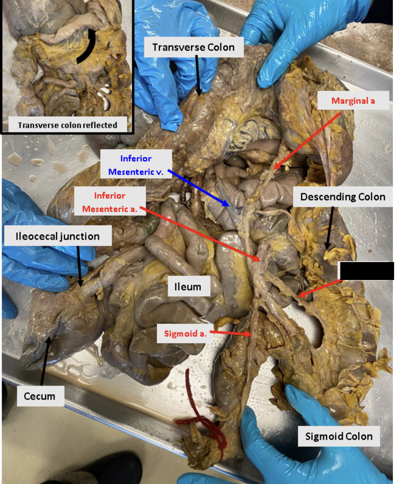 knowt flashcard image