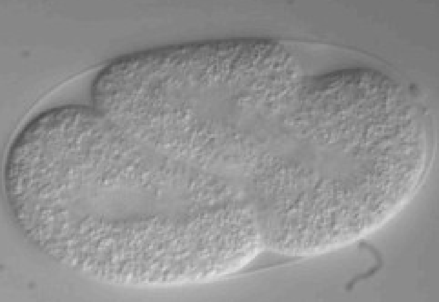 <ul><li><p>during early development<span><span> through a process of </span></span>symmetry breaking<span><span>,</span></span></p></li><li><p><span><span>guided by cues like secreted proteins, and then maintained by internal cellular mechanisms</span></span></p></li><li><p><span><span>external or internal cues break the initial symmetry, followed by the signaling of membrane-associated receptors, the recruitment and reorganization of the cytoskeleton, and the polarized localization of proteins</span></span></p></li></ul><p></p>