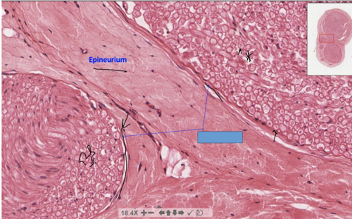<p>identify the specific structure</p>