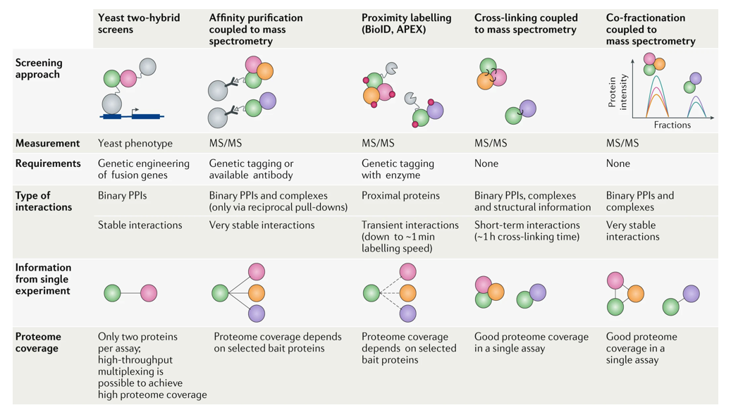 <ul><li><p>Yeast two-hybrid screens</p></li><li><p>Affinity purification coupled to mass spectrometry</p></li><li><p>Proximity labelling</p></li><li><p>Cross-linking coupled to mass spectrometry</p></li><li><p>Co-fractionation coupled to mass spectrometry</p></li></ul><p></p>