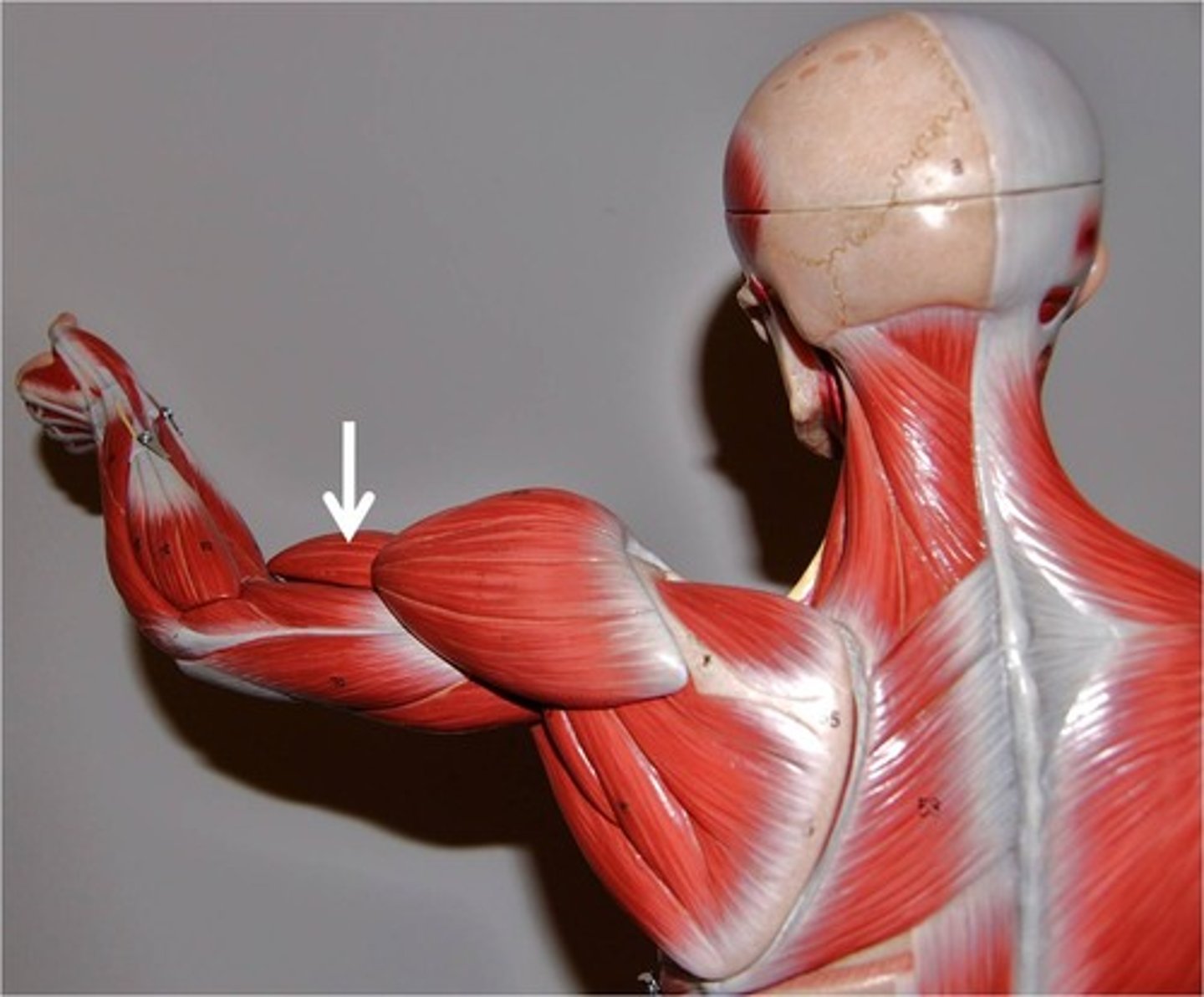 <p>origin: coracoid process; tubercle above glenoid cavity</p><p>insertion: radial tuberosity</p><p>prime function: performs a bicep curl; also allows palm of hand to point toward body while flexing</p>