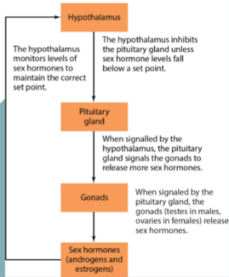 <p>The Hormonal Feedback Loop </p>