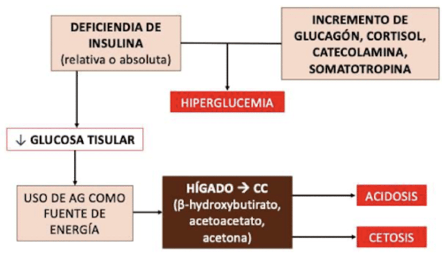 <p>las células no tienen suficientemente glucosa → producen energía a partir de los ácidos grasos → productos de desecho: cetonas → cetosis + acidosis metabólica</p>