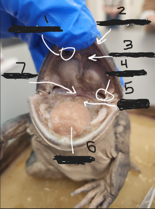 <p>What is option 1</p>