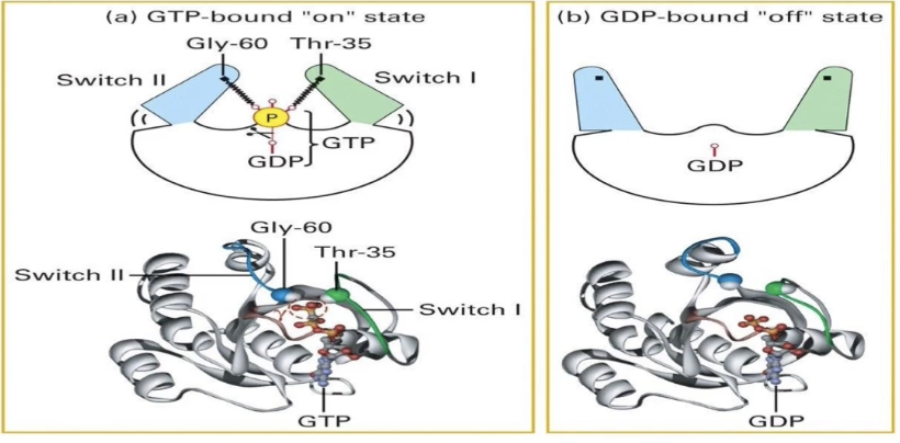 <ul><li><p><strong>Ras is a GTPase switch protein</strong>: active when bound to <strong>GTP</strong>, inactive when bound to <strong>GDP</strong></p></li><li><p><strong>GTP-bound ("ON" state):</strong></p><ul><li><p>GTP’s terminal phosphate interacts with <strong>glycine</strong> and <strong>threonine</strong> residues on the switch regions</p></li><li><p>Switches are pulled together, stabilizing the active conformation</p></li></ul></li><li><p><strong>Intrinsic GTPase activity:</strong></p><ul><li><p>Always active but not regulated ON/OFF</p></li><li><p>Hydrolyzes GTP to GDP + Pi, turning Ras "OFF"</p></li></ul></li><li><p><strong>GDP-bound ("OFF" state):</strong></p><ul><li><p>Loss of terminal phosphate causes switches to fold out</p></li><li><p>Glycine and threonine residues no longer interact with GDP</p></li></ul></li><li><p><strong>GDP has low affinity and dissociates</strong>, allowing new GTP to bind and reactivate Ras</p></li><li><p>This cycle <strong>regulates Ras activity</strong> in RTK signaling pathways</p></li></ul><p></p>