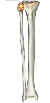 <p>The region of the fibula between the head and the shaft, providing attachment for ligaments and muscles. </p>