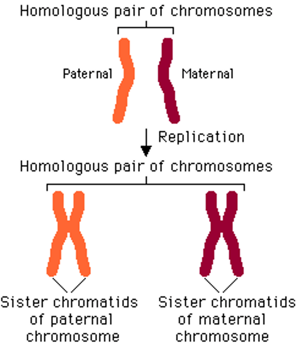 <p>One member of a homologous pair of chromosomes</p>