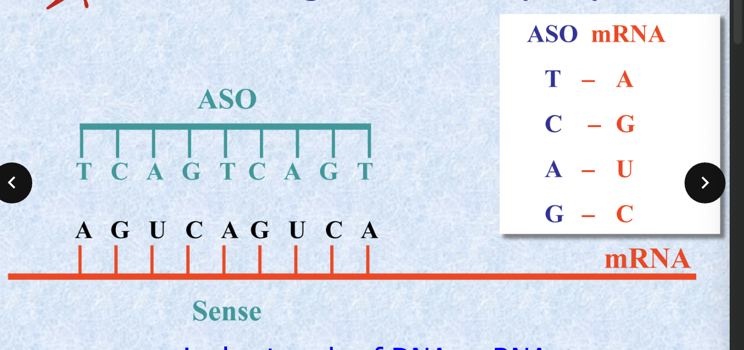 <ul><li><p>ASO = <strong>single strands of DNA or RNA</strong> that are complementary to a chosen sequence</p></li></ul><p></p>