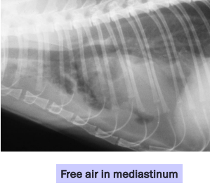 <p><span style="background-color: transparent;"><strong><span>Esophageal Perforation</span></strong></span></p>