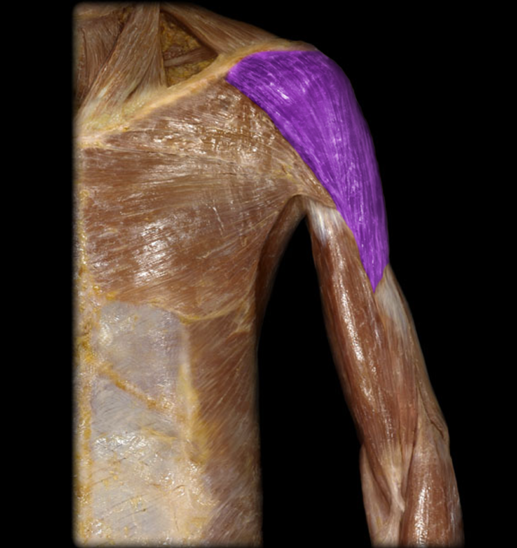 <p>Deltoid</p>