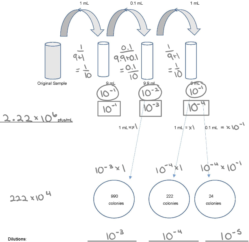 <ol><li><p>Individual dilution</p></li><li><p>Total dilution</p></li><li><p>How much plating: 1.0 ml (x1) or 0.1 ml (x 10^-1)</p></li><li><p>(30-300) x DF</p></li></ol>