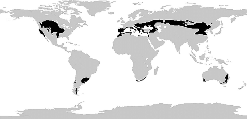 <p>Covers 7% of the land surface</p><p> mid-latitude Northern Hemisphere and Southern Hemisphere.</p><p>Northern Hemisphere</p><ul><li><p>﻿30°N- 50°N centre of continents</p></li><li><p>﻿﻿Prairie Grasslands - USA and Canada</p></li><li><p>﻿Steppe Grassland - Russia, Ukraine, Kazakhstan, Mongolia and China</p></li></ul><p>Southern Hemisphere</p><ul><li><p>﻿30°S-40°S on the eastern side of the continents</p></li><li><p>Argentina, SE Australia and South Africa</p></li></ul><p></p>
