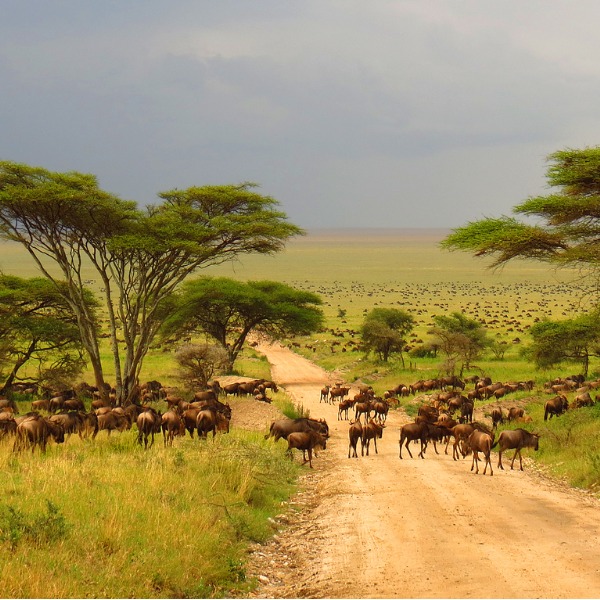 <p>Savanna</p>