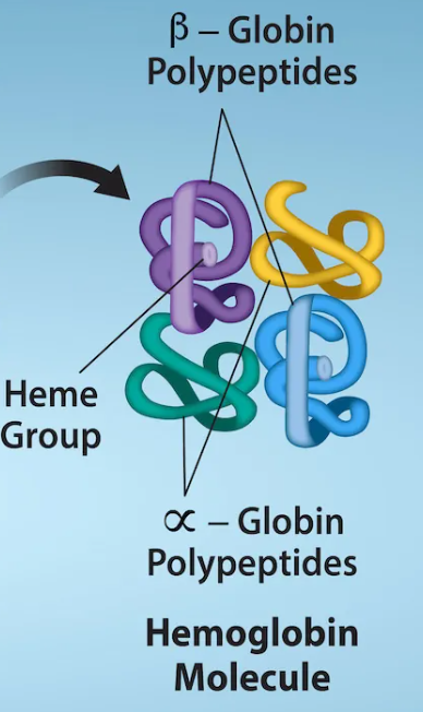 <p>protein with more than one polypeptide chain</p>
