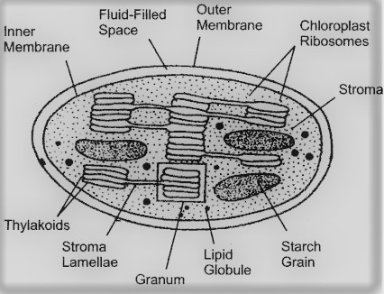 <p>Contain chlorophyll Made up of stroma Contains the NB enzymes for photosynthesis Has a double membrane</p>