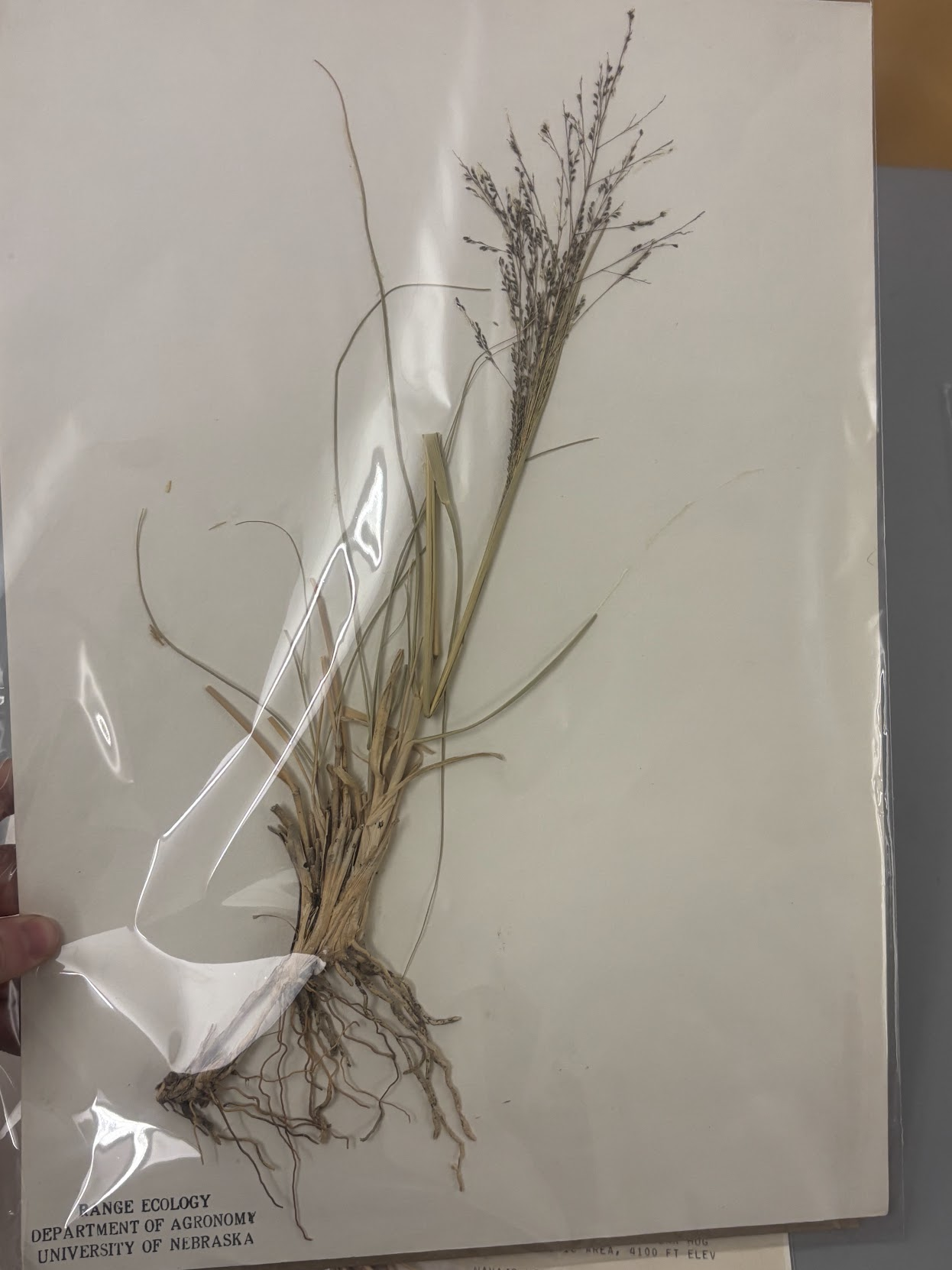 <p>Eragrosteae - Sporobolus airoides - alkali sacaton. </p>