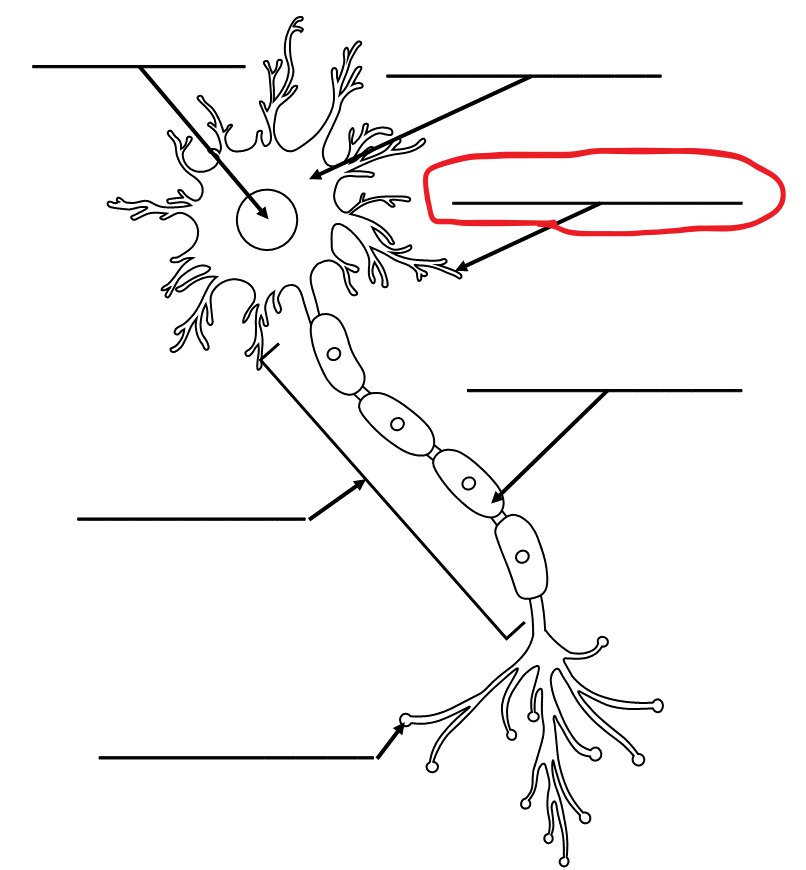 <p>What is the term for this part of the neuron?</p>