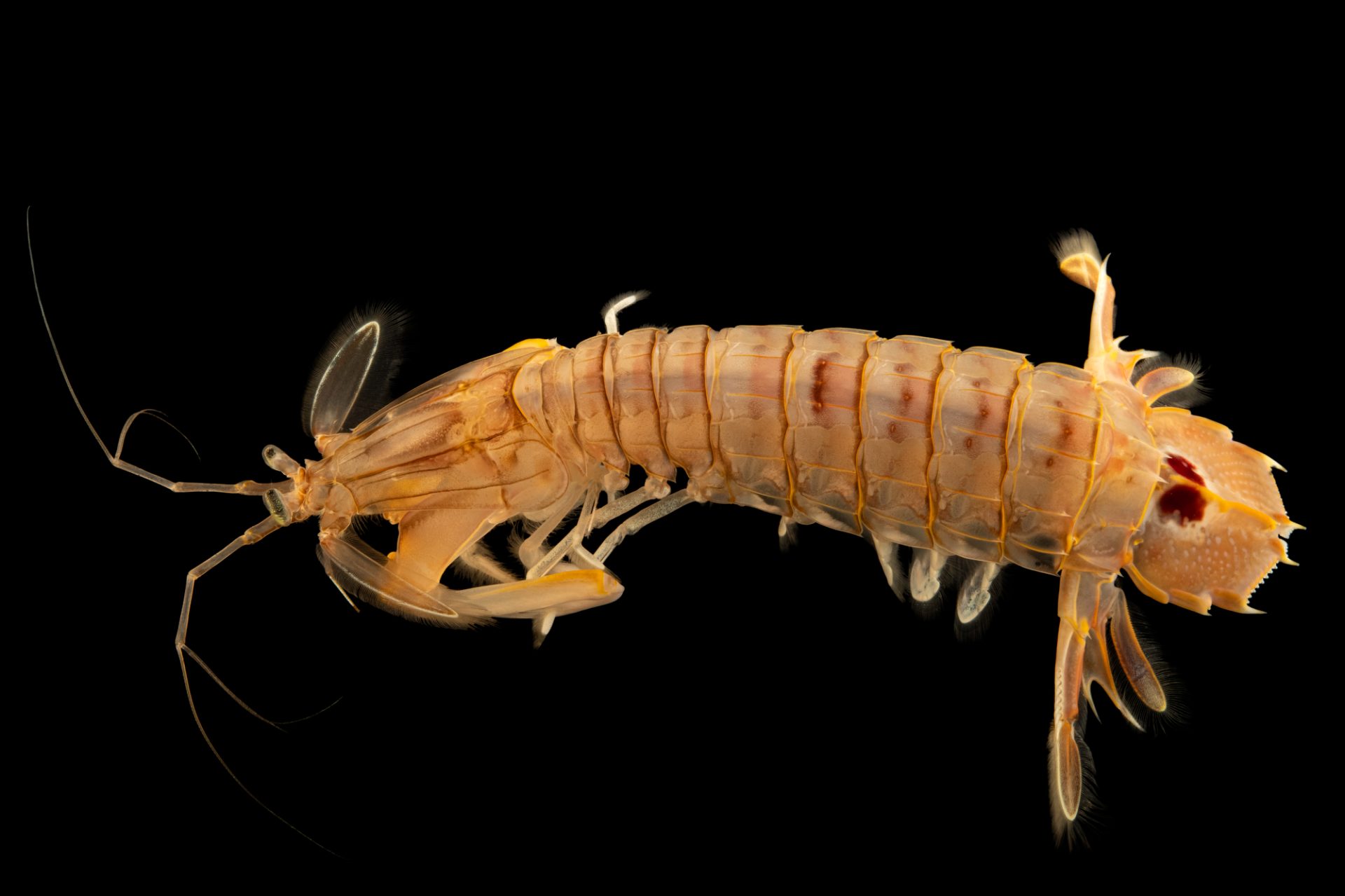 <p>Subphylum</p><p>class</p><p>Order</p><p>Genus</p>