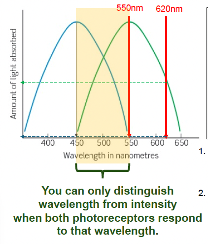 <p>Given: 100 photons at 550nm:</p><ul><li><p>100 photons to be absorbed and 100 units of activity in the long wavelength cone<span>&nbsp;</span></p></li><li><p>0 photons to be absorbed and 0 units of activity in the short wavelength cone</p></li></ul><p></p><p>200 photons at 620nm:</p><ul><li><p>100 photons to be absorbed and 100 units of activity in the long wavelength cone<span>&nbsp;</span></p></li><li><p>0 photons to be absorbed and 0 units of activity in the short wavelength cone</p></li></ul><p class="p4"></p><p class="p6">We still cannot distinguish between 550nm and 620nm.<span>&nbsp;</span></p><p class="p6"><span>→ is only helpful when the light has a wavelength that excite both cones</span></p><p></p>