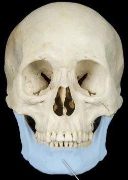 <p>mandible</p><img src="https://knowt-user-attachments.s3.amazonaws.com/52968d50-bc72-4ea5-948e-f2bf8b9da34f.jpg" data-width="50%" data-align="center" alt="knowt flashcard image"><p></p>