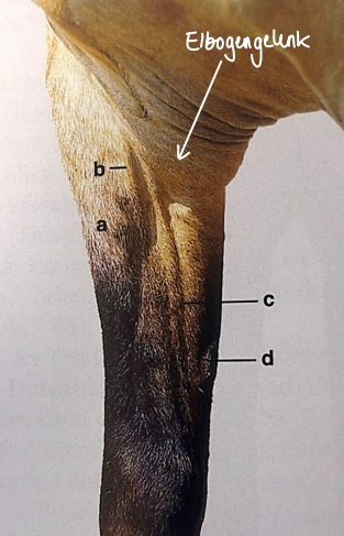 <p>Nomme les structures visibles de l’extérieur</p>
