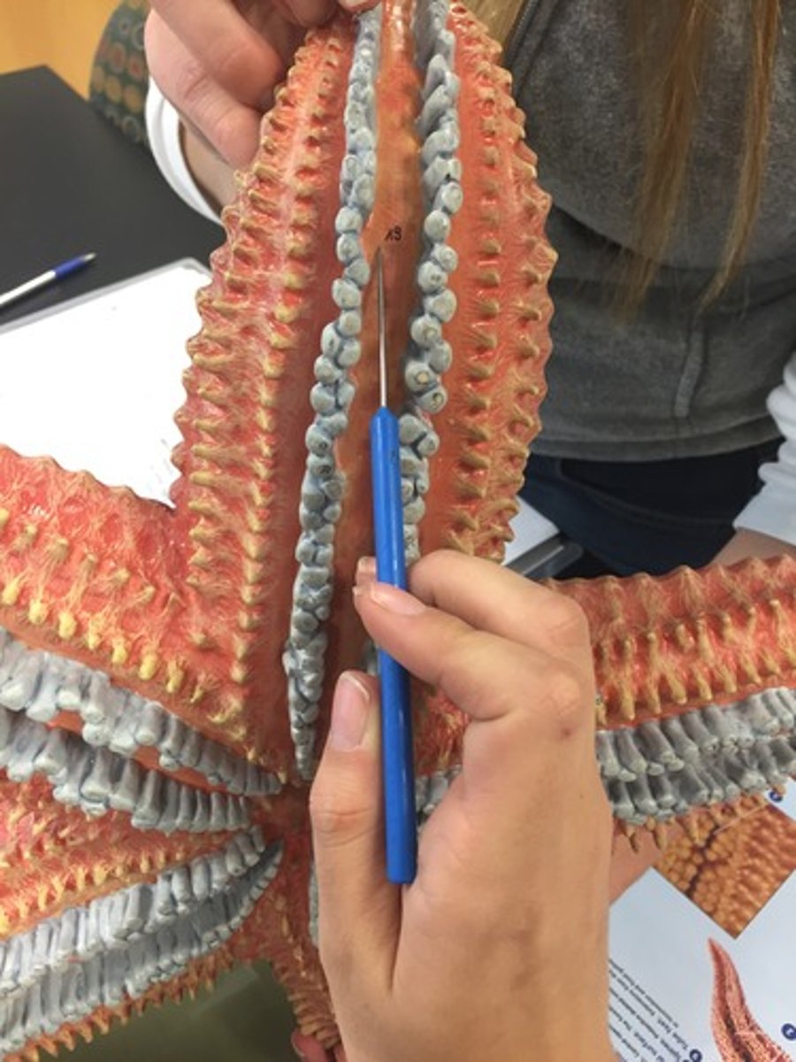 <p>term for A channel along the oral surface of echinoderms through which the tube feet protrude</p>