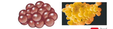 <p>grapelike clusters of cocci</p><ul><li><p>has multiple planes</p></li></ul><p></p>