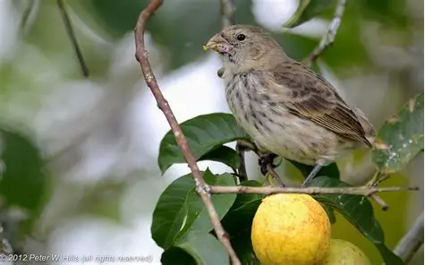 <p>Vegetarian Finch </p><ul><li><p>one of the largest finches </p></li><li><p>beak short, deep, and broad </p></li></ul><p></p>