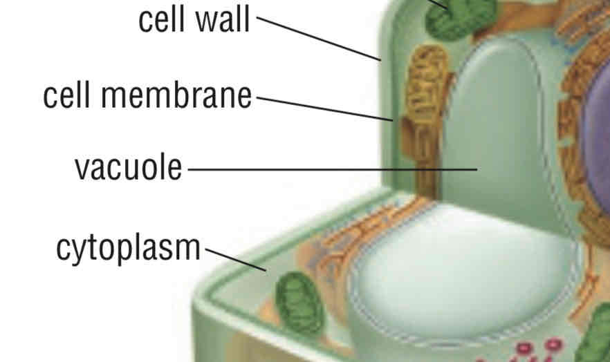 <p>usually have one large vacuole take up all space, when full of water, tugor pressure keeps cells plump which keep plant stem + leaves firm</p>