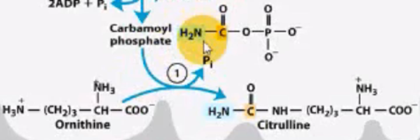 <p>Condensation of Ornithine with carbamoyl phosphate to form citrulline.</p>