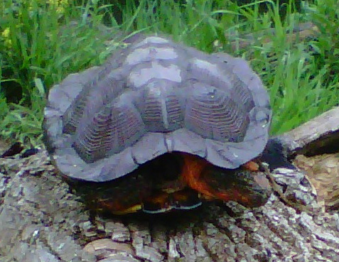<p><span style="font-family: times new roman">Wood Turtle</span></p>
