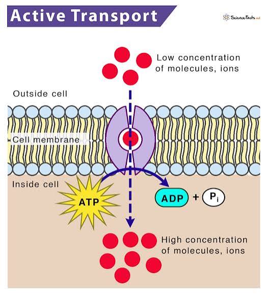 <p>Molecular movement from low to high concentrations  that require energy and uses a proton pomp. It helps transport charged and large polar molecules. </p>