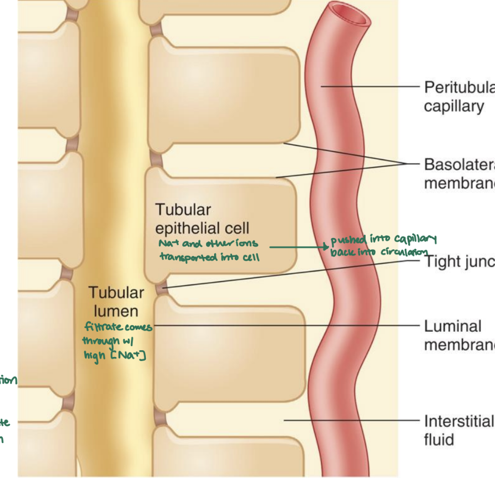 <p>tubular lumen; tubular epithelial cell; peritubular capillary </p>