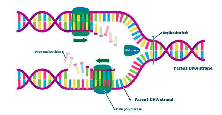 <p>an enzyme that “unzips” the two strands of DNA </p>