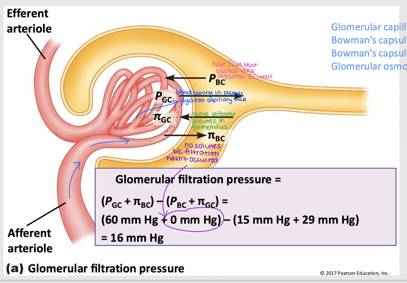 <p>BC hydrostatic pressure (P<sub>BC</sub>)</p>