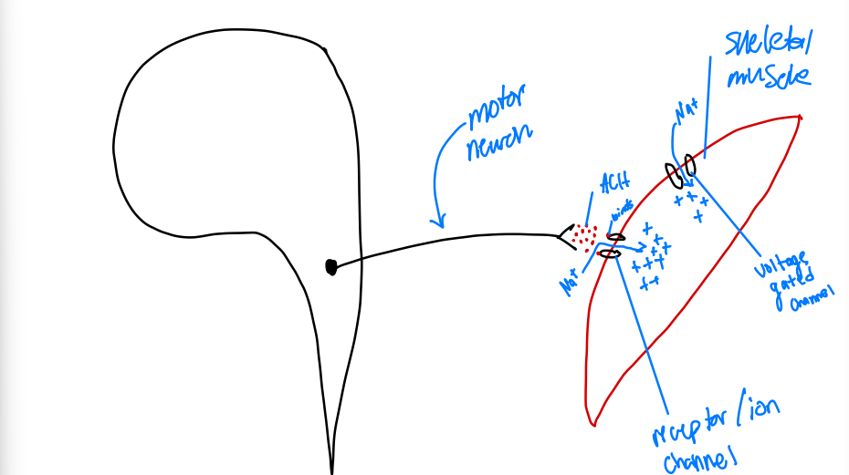 <p>The Acetylcholine (ACh) gated sodium ion channel is an example of a chemically regulated gated channel.</p><p>Describe the process.&nbsp;</p>