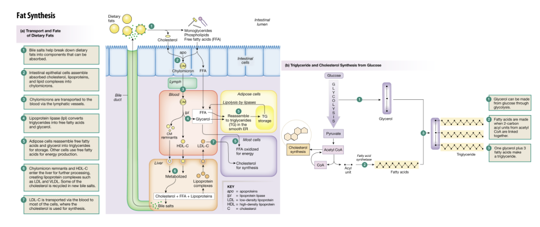 <p>Fat synthesis consists of two parts:</p><ul><li><p></p></li></ul><p></p>