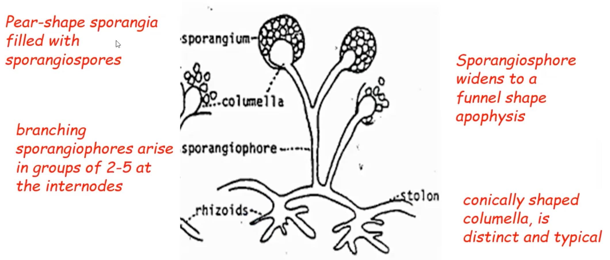 Pyriform sporangium

Rhizoid hyphae between sporangiophores

Contain septa just below sporangium in the sporangiophore 

Branching sporangiophores arise in groups of 2-5 at internodes

Sporangiophore widens at funnel-shaped apophysis

Conically-shaped  columnella 