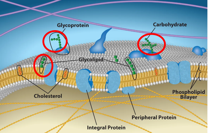 <p>They are used for identification, located on the outside of proteins or lipids</p><p>Ex) They are like the fingerprints, cells look at the carbohydrate patterns</p>